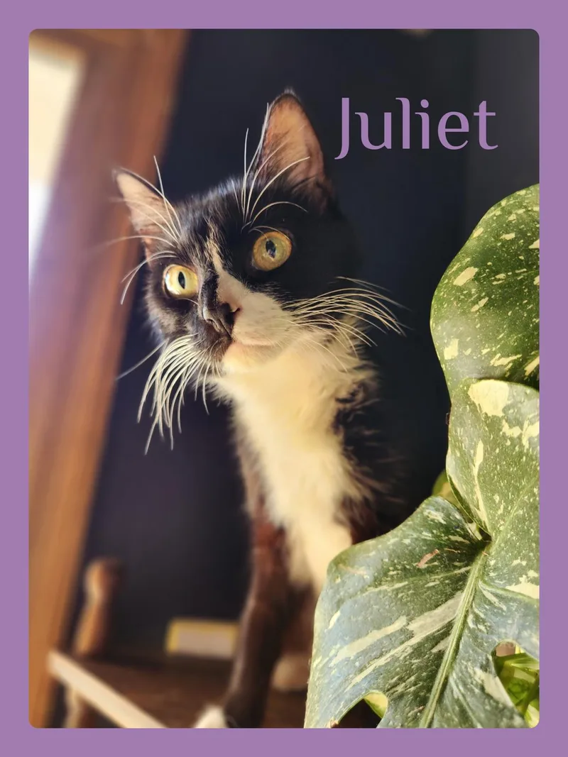 Juliet
