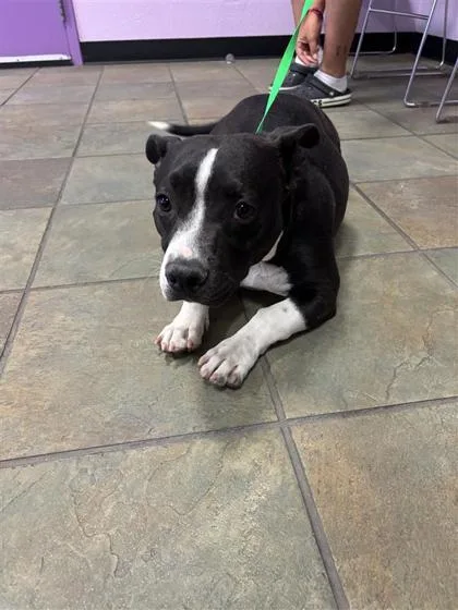 An adult small-sized male White / Cream Pit Bull Terrier dog named Shordie for adoption in El Paso, TX