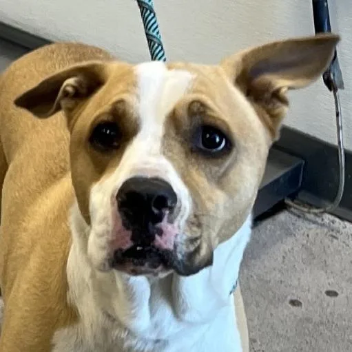 An adult medium-sized male Yellow / Tan / Blond / Fawn Mixed Breed dog named Tobias Chicken Nugget for adoption in Las Cruces, NM