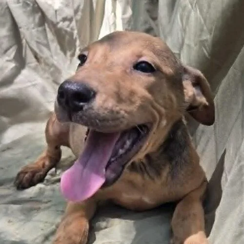 A baby small-sized male Yellow / Tan / Blond / Fawn Pit Bull Terrier dog named Alex for adoption in Jackson, LA
