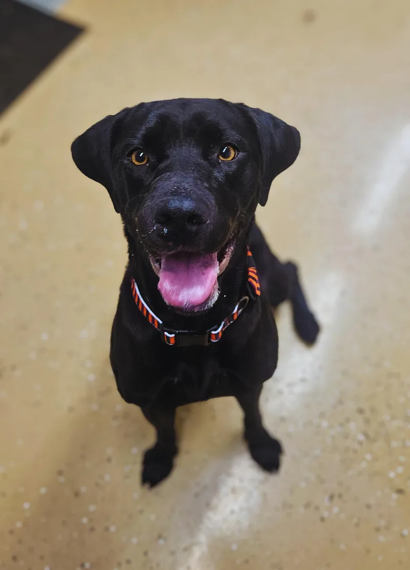 Juniper  Super Affectionate!