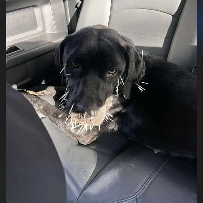 Juniper  Super Affectionate! thumbnail 2