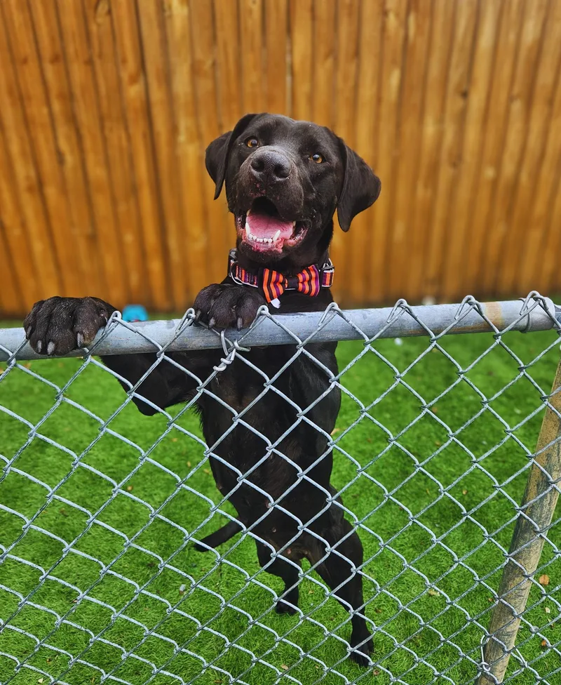 Juniper  Super Affectionate! thumbnail 3