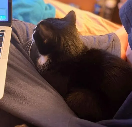 A young medium-sized female Black & White / Tuxedo Domestic Short Hair cat named Mulberry for adoption in Melrose, MA