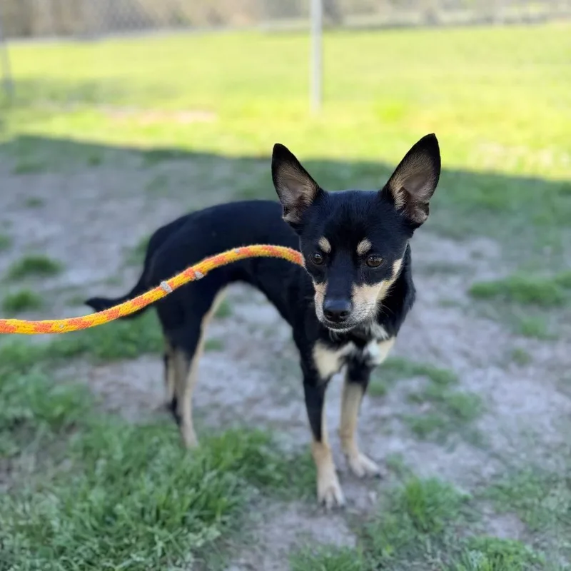 Jane Kangaroo thumbnail 2