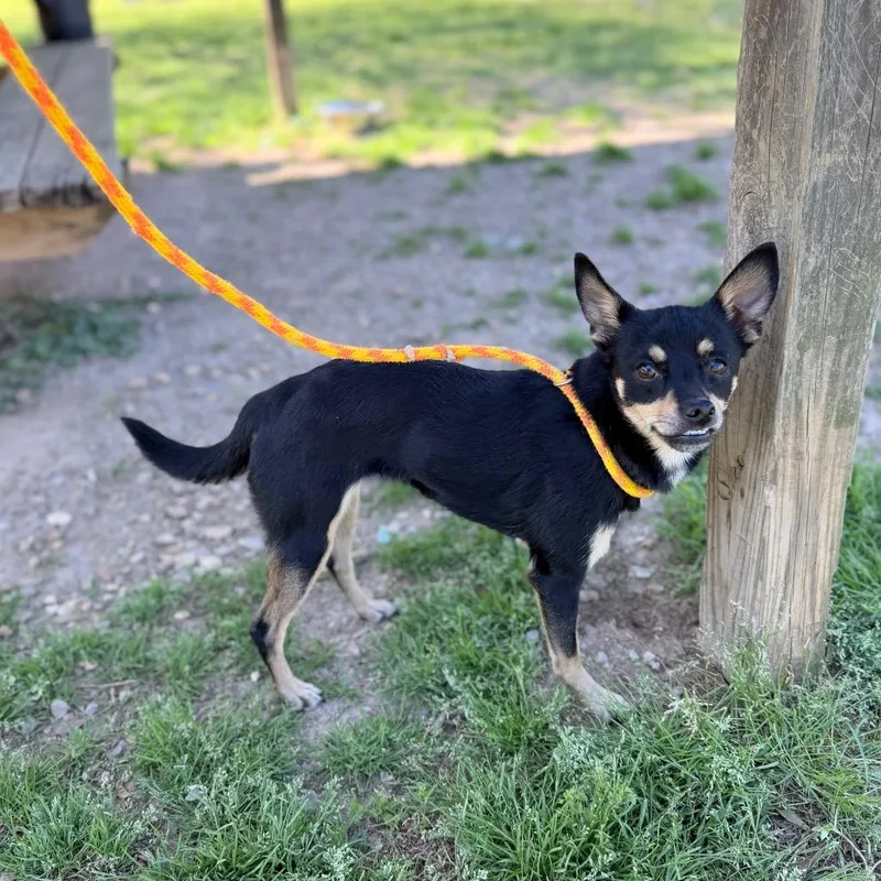 Jane Kangaroo thumbnail 3