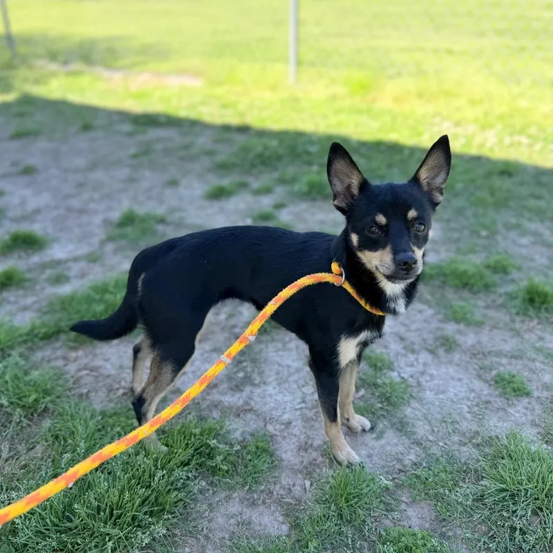 Jane Kangaroo thumbnail 4