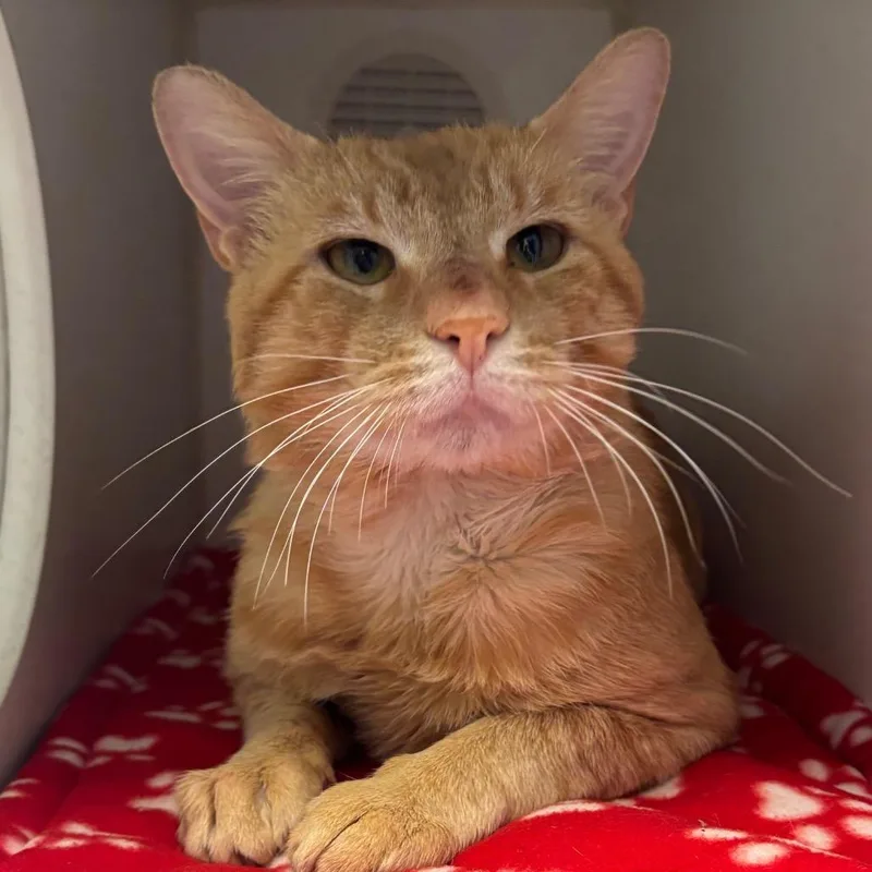 An adult small-sized male Orange / Red Domestic Short Hair cat named Cantaloupe for adoption in Naperville, IL