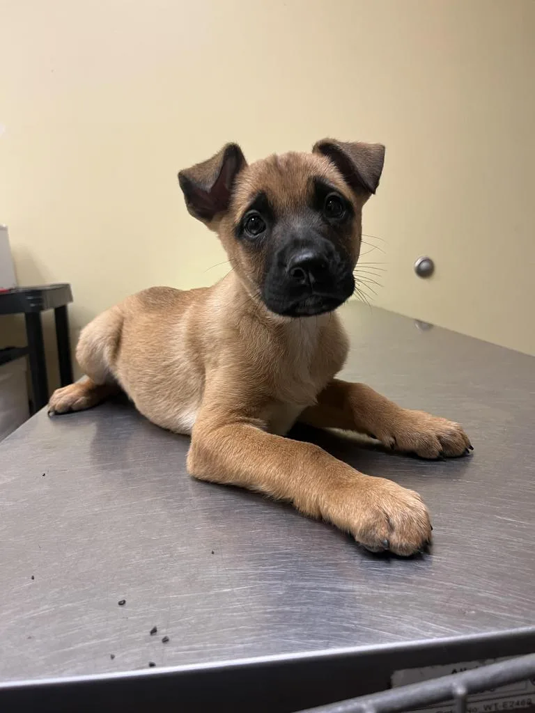 A baby medium-sized male Mixed Breed dog named Delo for adoption in Florence, SC