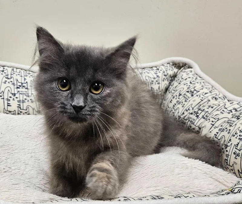 A baby small-sized female Domestic Long Hair cat named Dust Bunny for adoption in Fremont, OH
