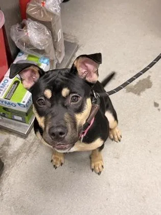 An adult medium-sized female Mixed Breed dog named Frenzy for adoption in West Chester, PA