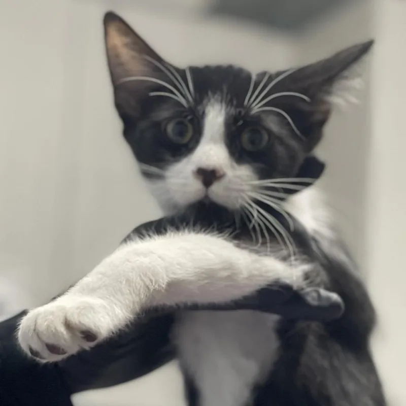 A baby small-sized male Black Domestic Short Hair cat named Gecko for adoption in Riverside, CA
