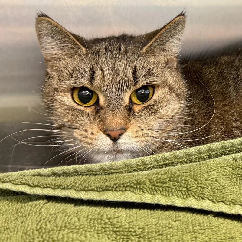 An adult medium-sized female Brown / Chocolate Domestic Short Hair cat named Maggie for adoption in Pittsburgh, PA
