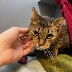 Maggie thumbnail 2