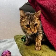 Maggie thumbnail 4