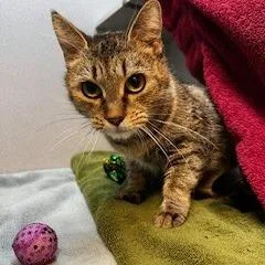 Maggie thumbnail 6