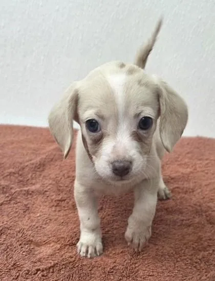 A young medium-sized female Dachshund dog named Lady for adoption in Phoenix, AZ