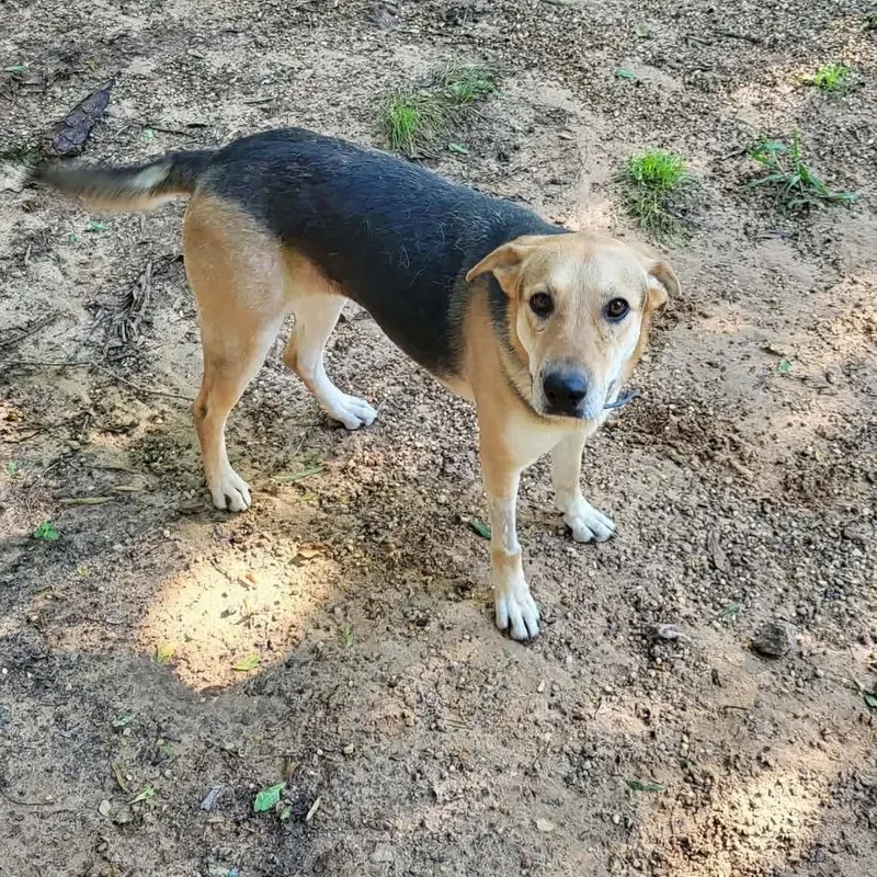 Sadie