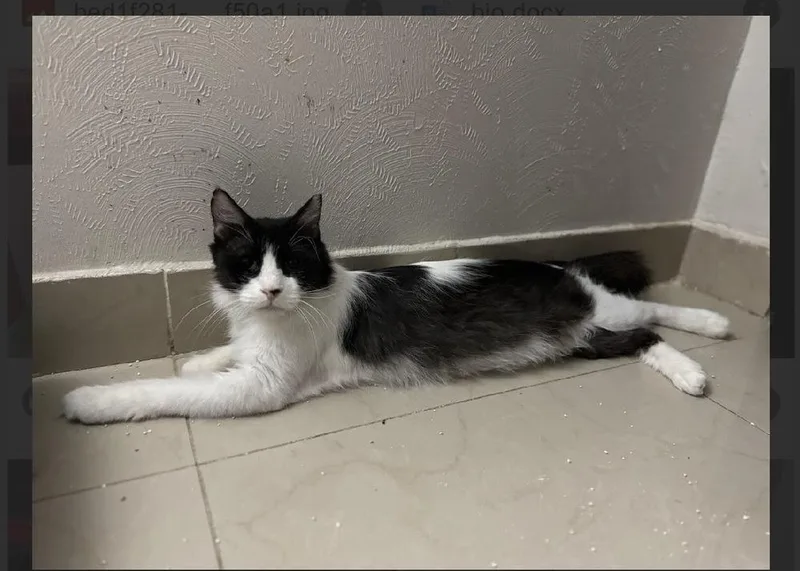 A young large-sized female Black & White / Tuxedo Domestic Long Hair cat named Moony for adoption in Randolph, MA