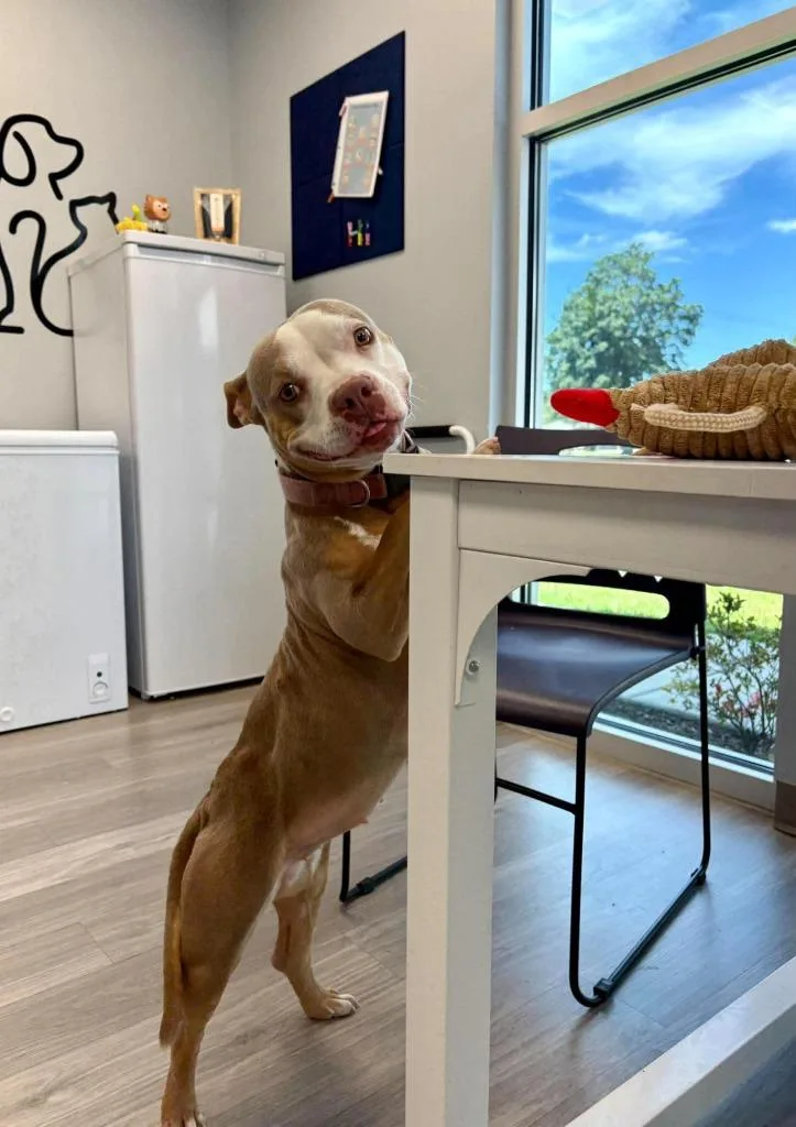 A young medium-sized female Terrier dog named Velcro for adoption in New Bern, NC