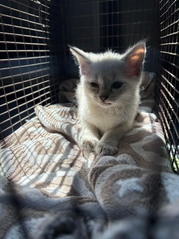A young medium-sized female Cream / Ivory Domestic Medium Hair cat named Mercury for adoption in Providence Forge, VA