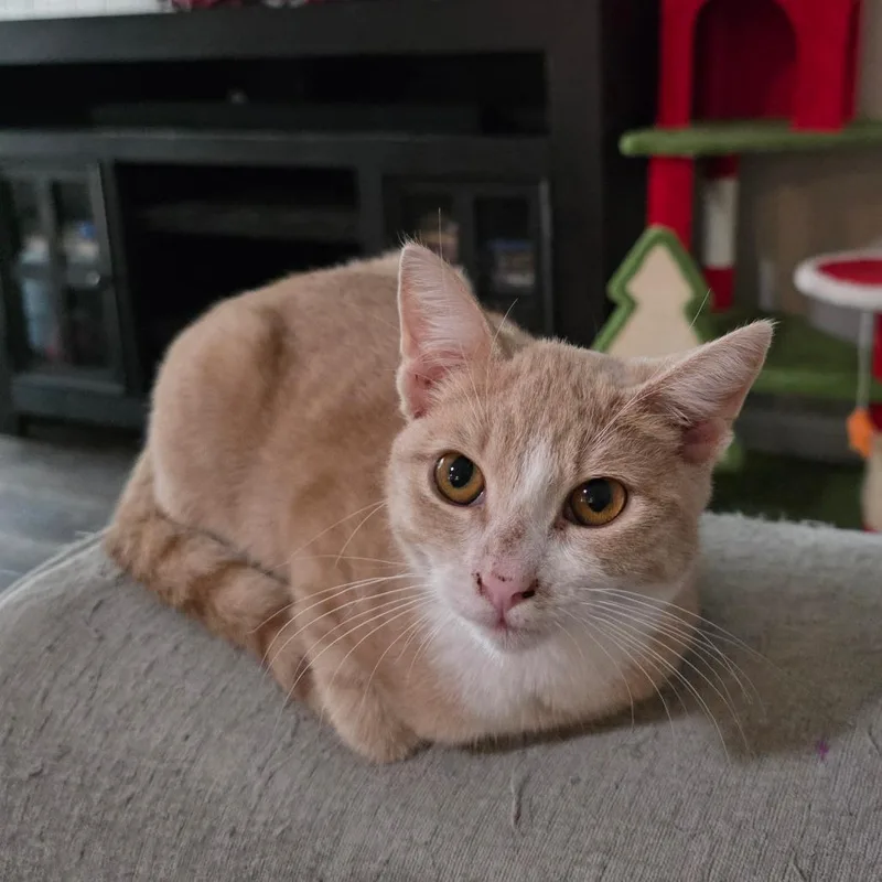 A young small-sized male Buff / Tan / Fawn Domestic Short Hair cat named Queso for adoption in Fort Worth, TX