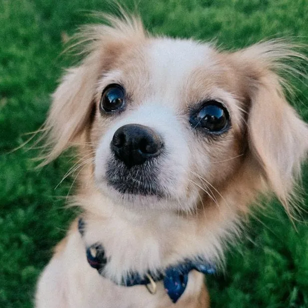 A senior small-sized female Cavalier King Charles Spaniel dog named Blondie for adoption in Toledo, OH