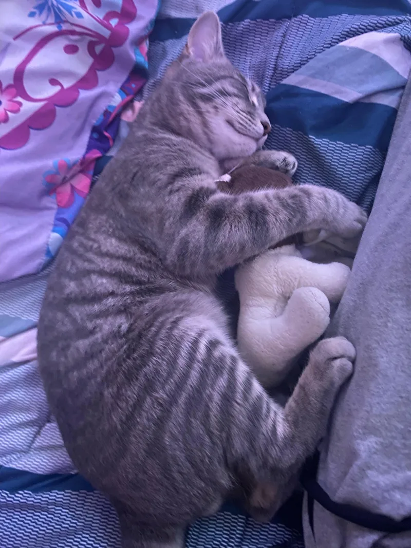 A baby medium-sized male Gray / Blue / Silver Domestic Short Hair cat named Parker for adoption in Houston, TX