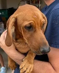 An adult medium-sized male Dachshund dog named Bubs for adoption in Kansas City, MO
