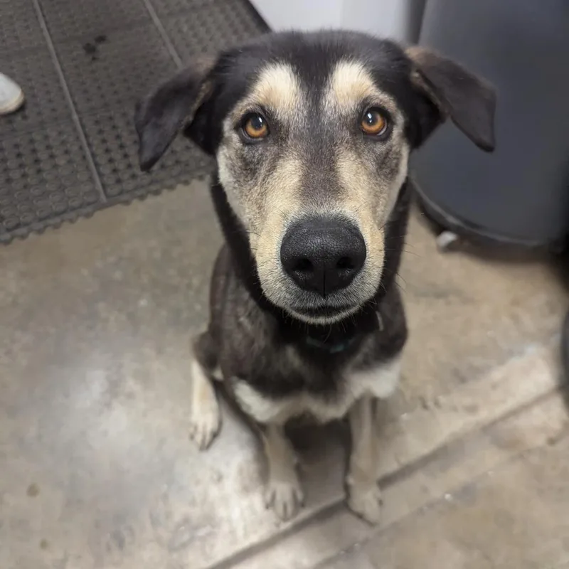 An adult medium-sized female Black Husky dog named Regina for adoption in Jasper, IN