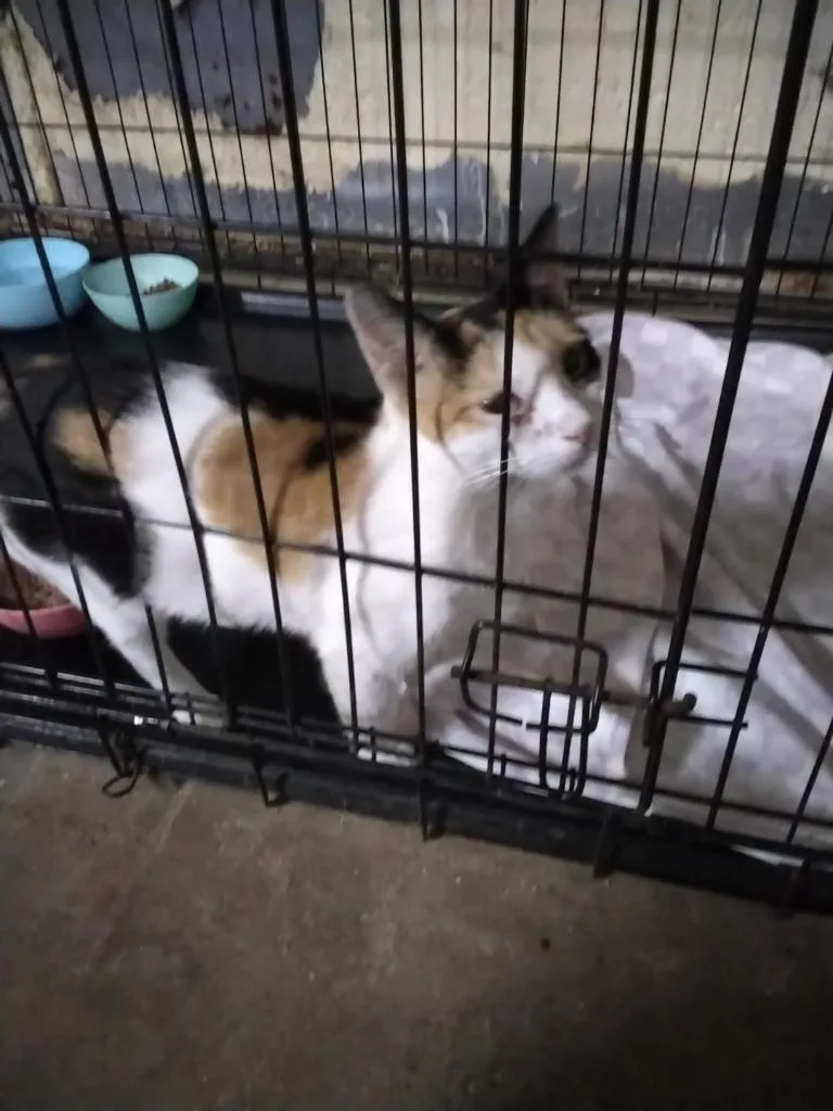 A young medium-sized female Domestic Short Hair cat named Moxie for adoption in Richland Hills, TX