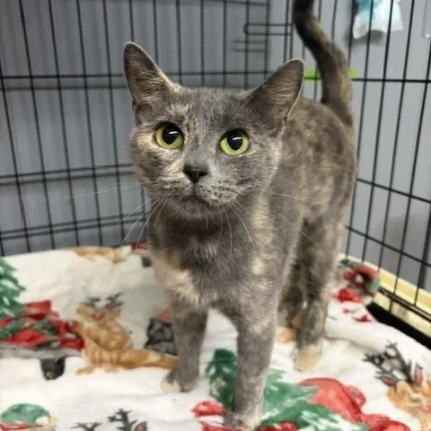 A young medium-sized female Dilute Tortoiseshell Domestic Short Hair cat named Katrina for adoption in Fairfax, VA
