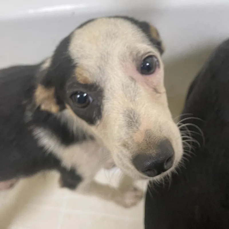 A young small-sized female Black Chihuahua dog named Mochie for adoption in Palestine, TX