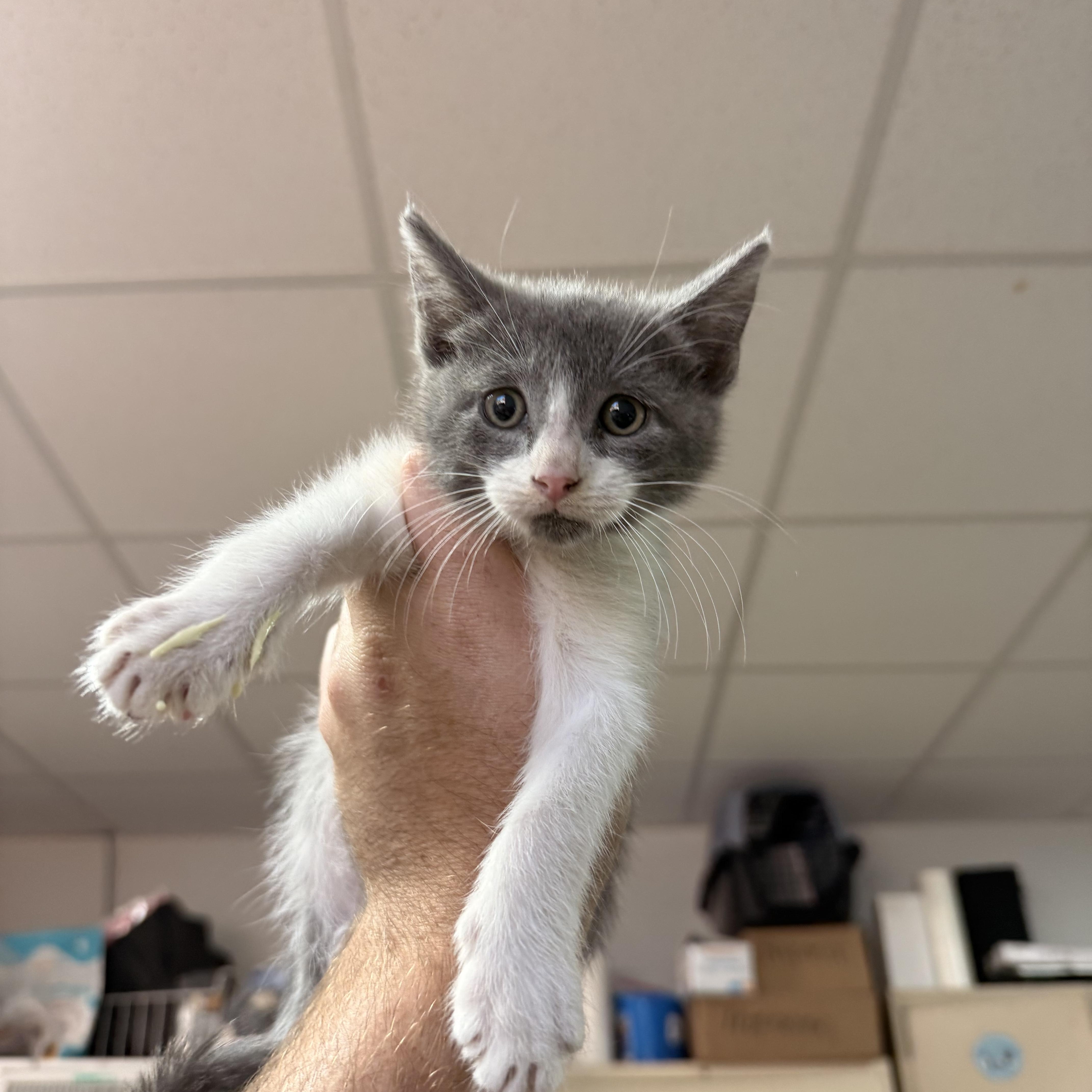 A baby medium-sized male Gray & White Domestic Short Hair cat named Five for adoption in Columbia, SC