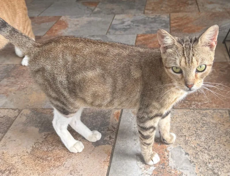 An adult small-sized female Tabby cat named Princess Leia for adoption in Capshaw, AL