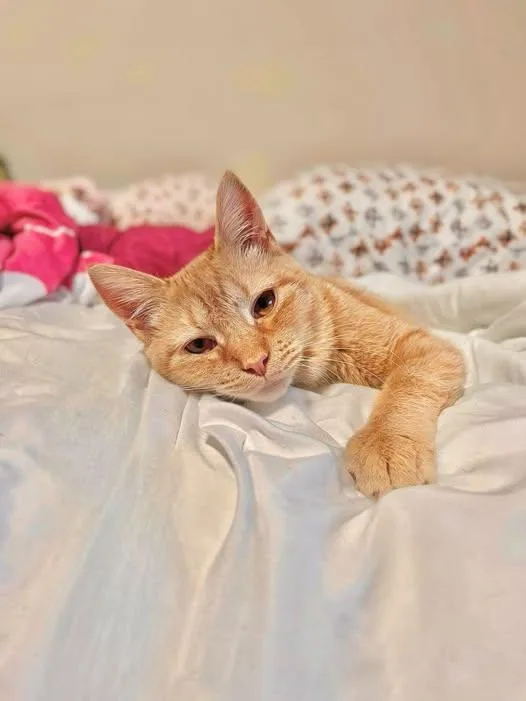 A young medium-sized female Tabby (Orange / Red) Domestic Short Hair cat named Rachel for adoption in Reading, PA