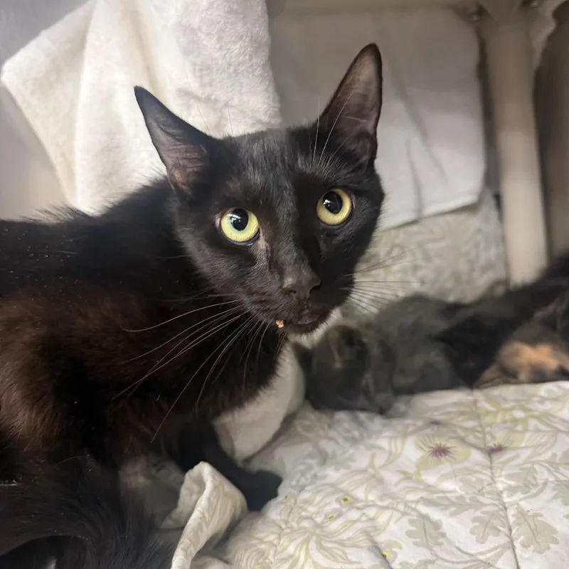 An adult medium-sized female Black Domestic Short Hair cat named Ruth for adoption in Redwood City, CA