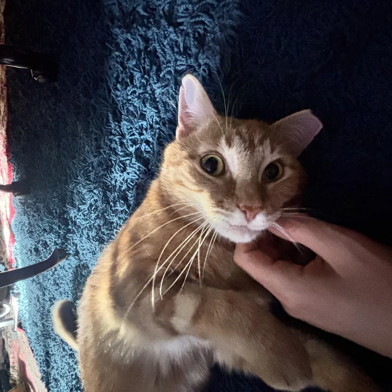 A young medium-sized male Tabby (Brown / Chocolate) Domestic Short Hair cat named Spazz & Junior for adoption in Nashville, TN