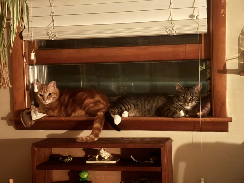 Spazz & Junior thumbnail 2