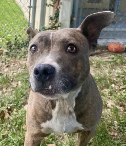 An adult medium-sized female Brindle Pit Bull Terrier dog named Stella for adoption in Glasgow, KY