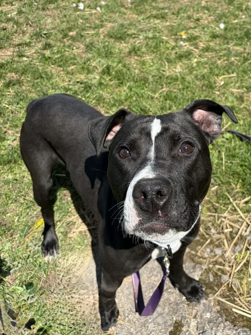 An adult medium-sized female Black Terrier dog named Iris for adoption in Syracuse, NY