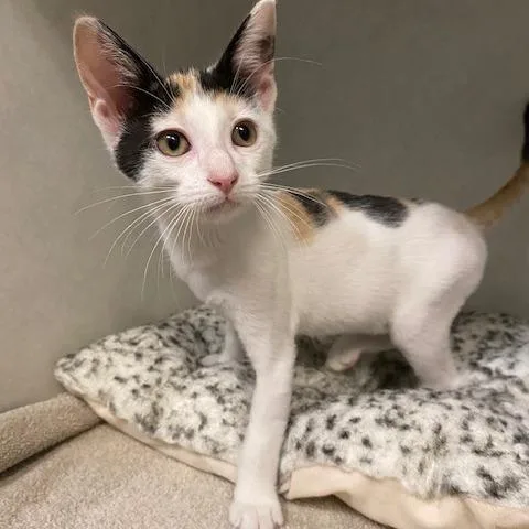 A baby small-sized female White Domestic Short Hair cat named Violet for adoption in Dayton, OH