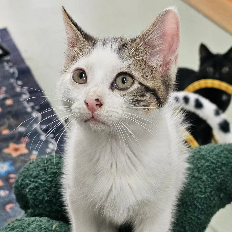 A baby medium-sized male White Domestic Short Hair cat named Sargeant Pepper for adoption in Toledo, OH
