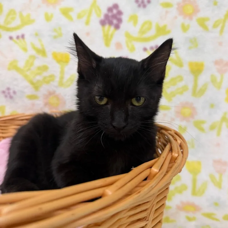 A baby small-sized male Black Domestic Short Hair cat named Timber for adoption in Deerfield, IL
