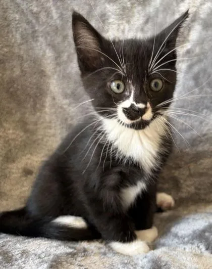 A young medium-sized male Domestic Medium Hair cat named Millhouse for adoption in Buffalo, MN