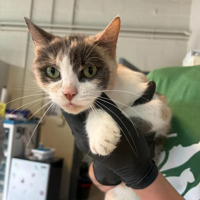 An adult medium-sized female Tortoiseshell Domestic Short Hair cat named Vespera for adoption in Huntington, WV