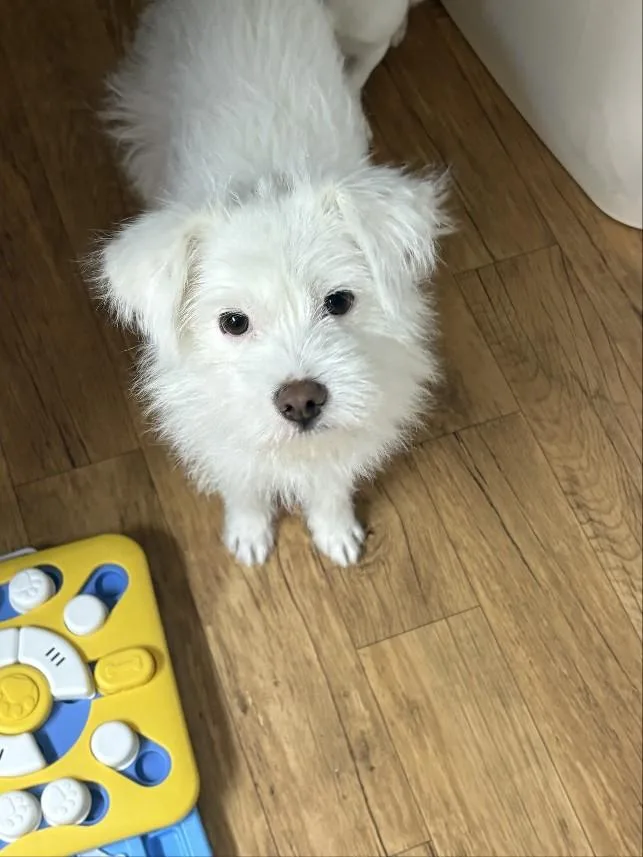 A young small-sized male Terrier dog named Po for adoption in Duluth, GA