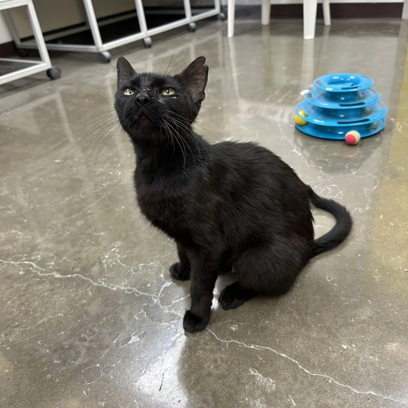 An adult medium-sized female Black Domestic Short Hair cat named Kiki for adoption in Port Lavaca, TX
