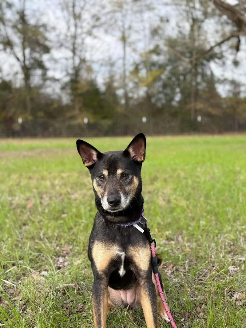 An adult medium-sized female Terrier dog named Taffy for adoption in Valdosta, GA