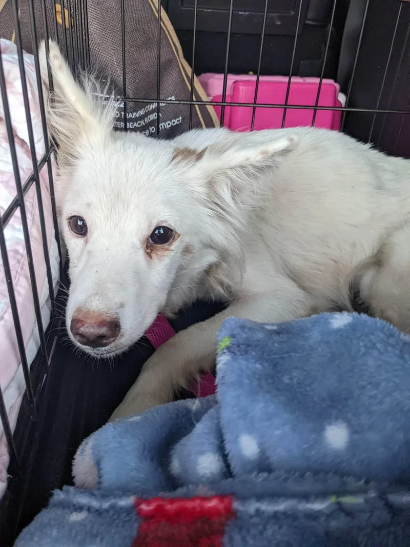An adult medium-sized female Shetland Sheepdog / Sheltie dog named Snowy for adoption in Bradenton, FL